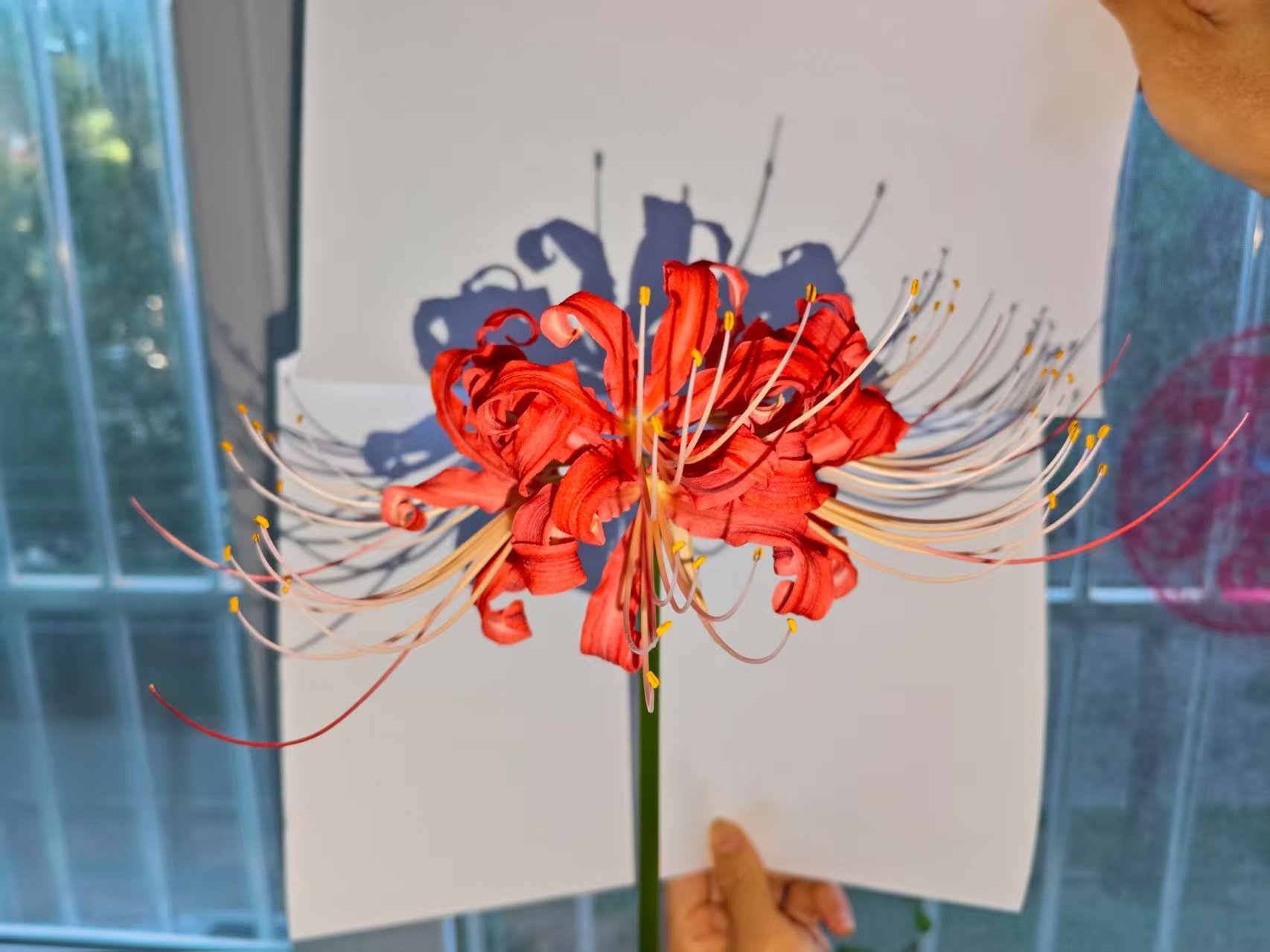 Cover Image of the Post